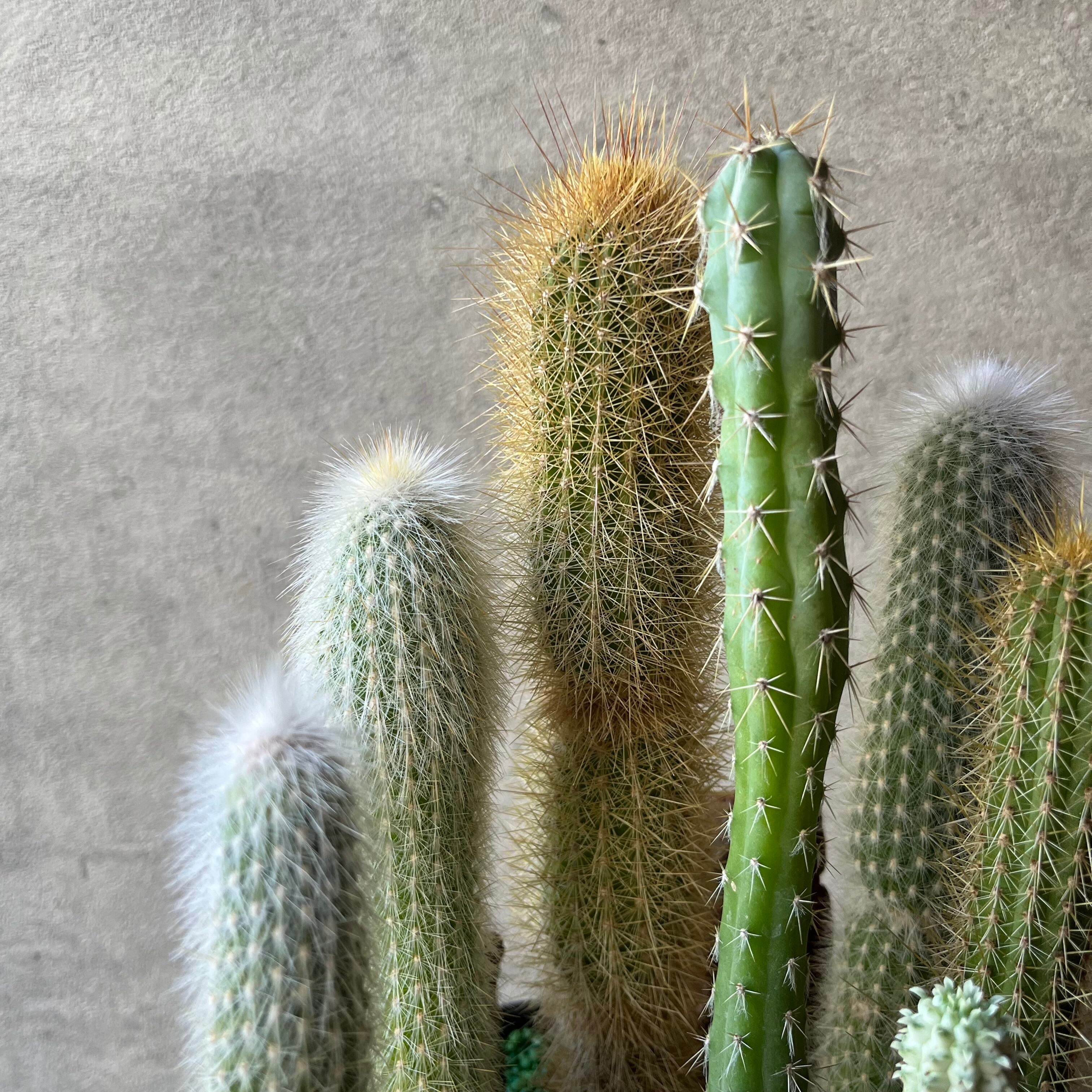 Tinker Horse ティンカー仔馬 | SABOTEN MISSILE