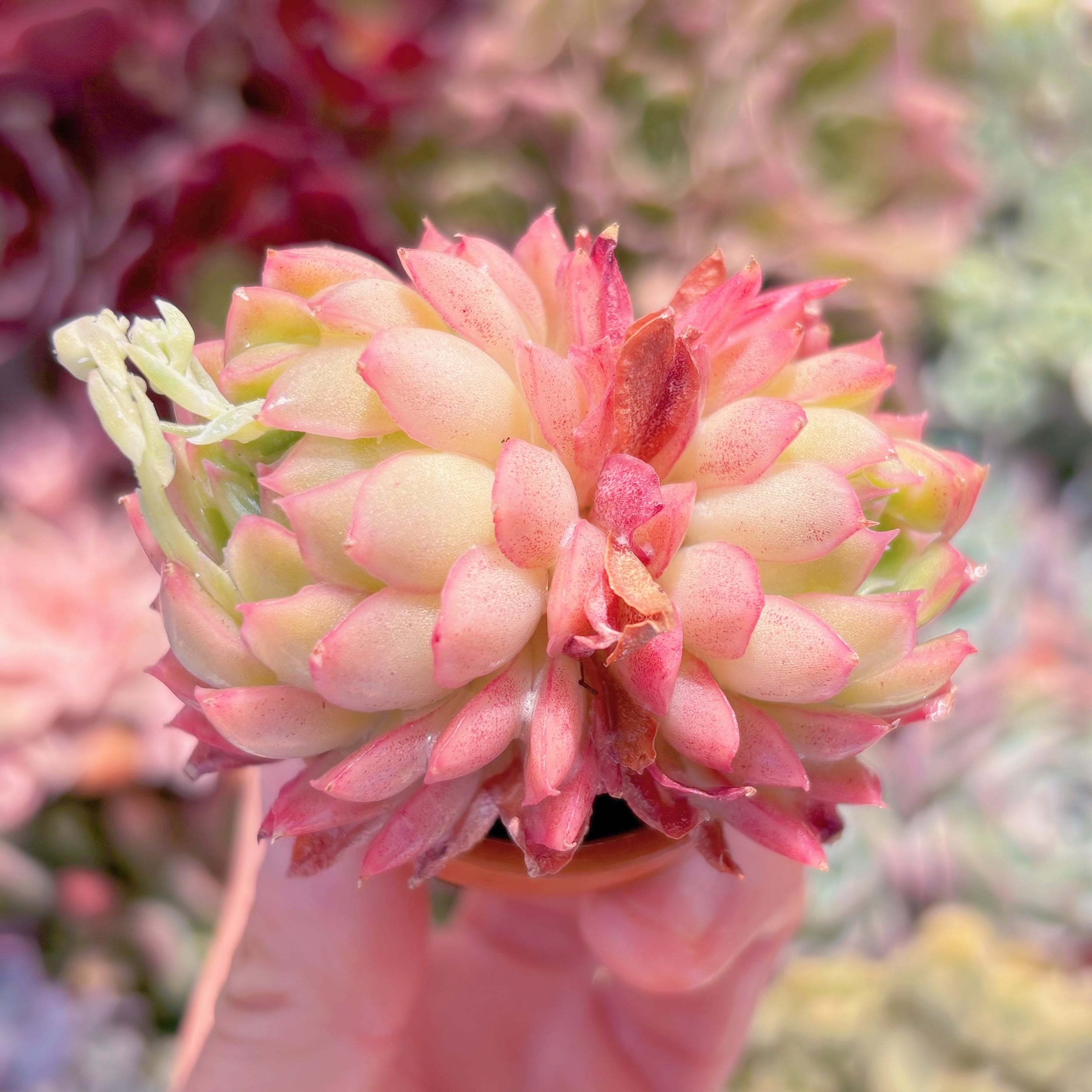 多肉植物　桜雨　群生　新入荷　るる農園