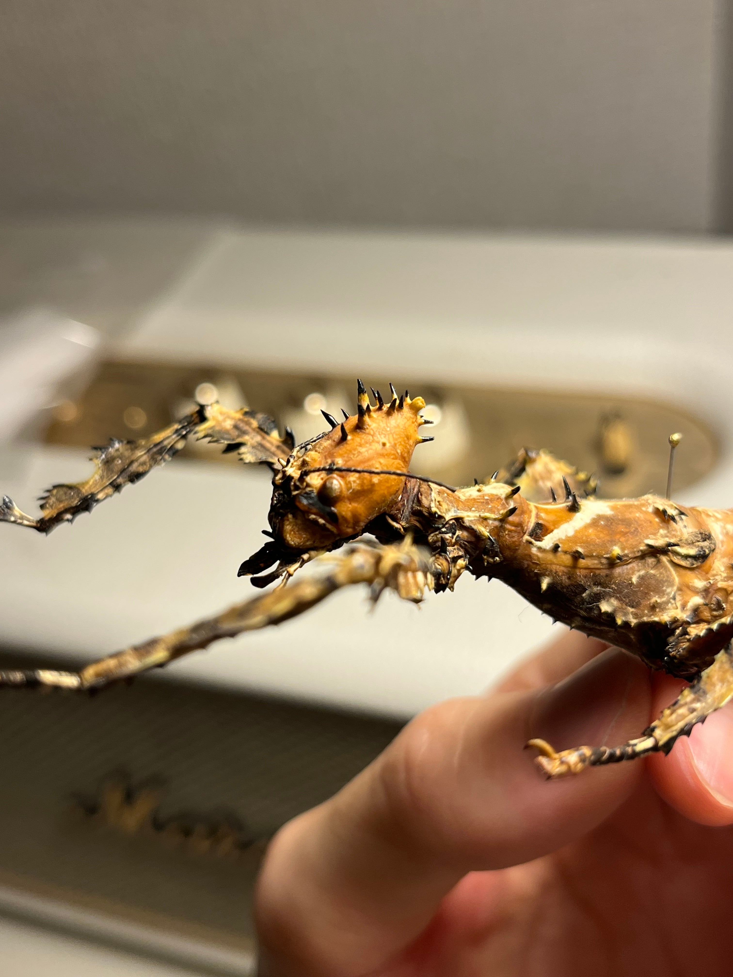 極BIG】ユウレイヒレアシナナフシの昆虫標本 Extatosoma popa