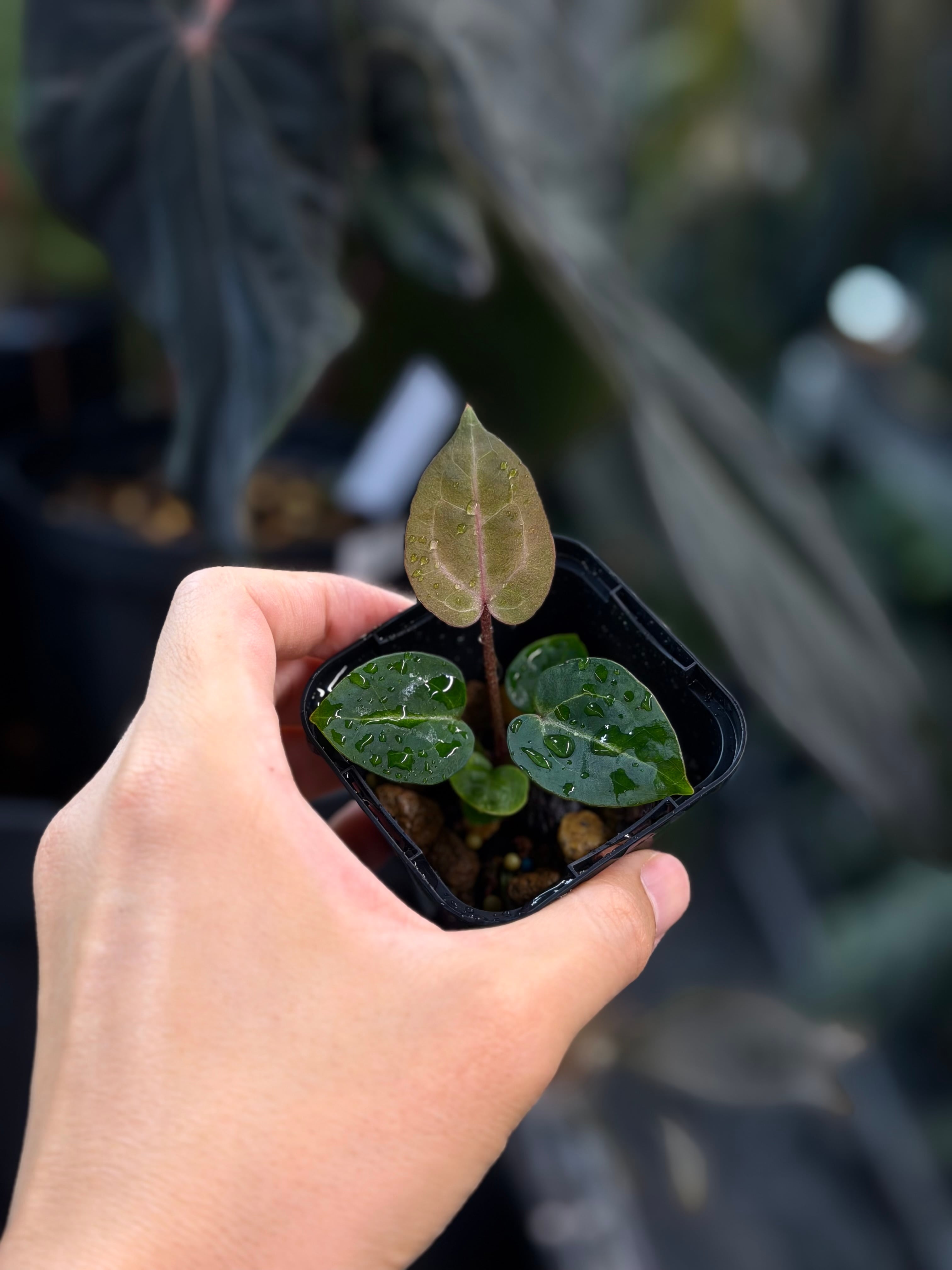 anthuroom