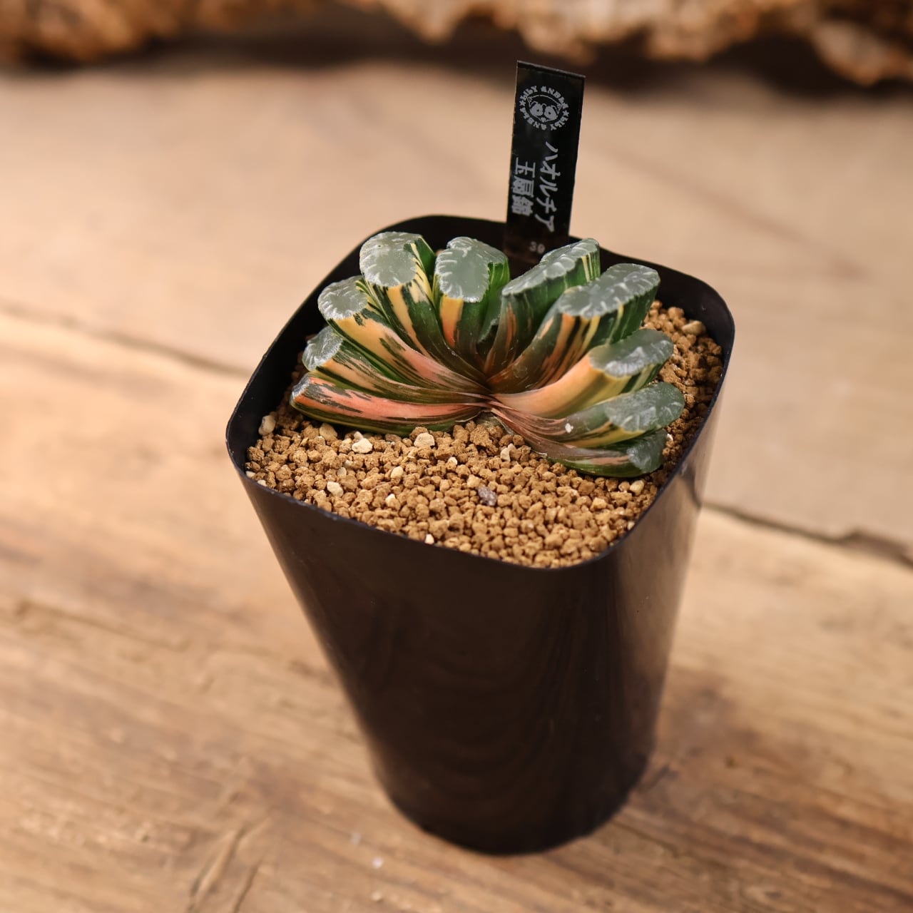 721『ハオルチア 玉扇錦』観葉植物【送料無料】 | MARX PLANTS | 観葉