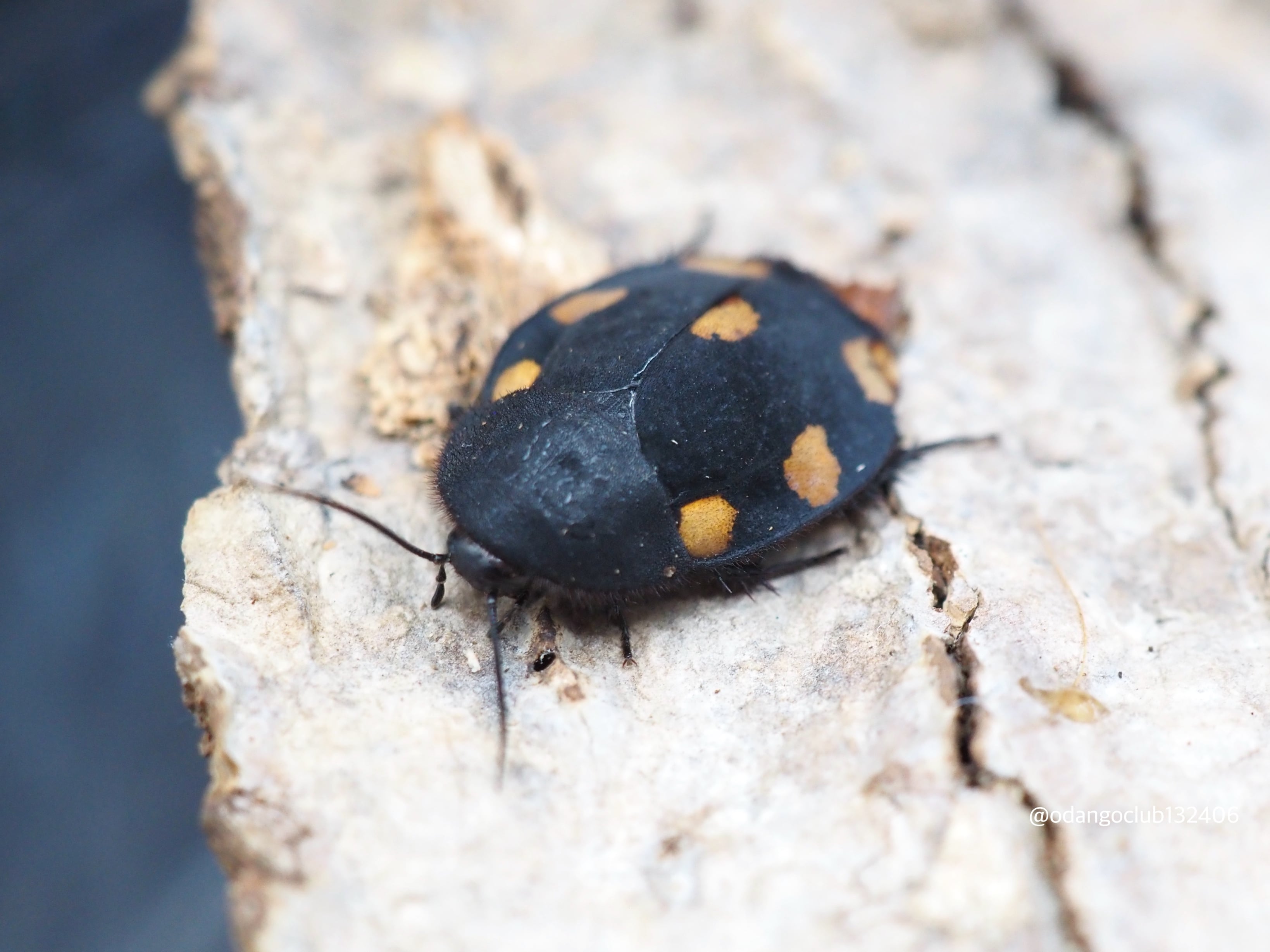 副業向けニジイロゴキブリ　大小10匹以上　飼育ケース付き　副業向け ニジイロゴキブリ 大小10匹以上 飼育ケース付き 副業向け