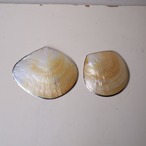 シルバーなふちのシェル