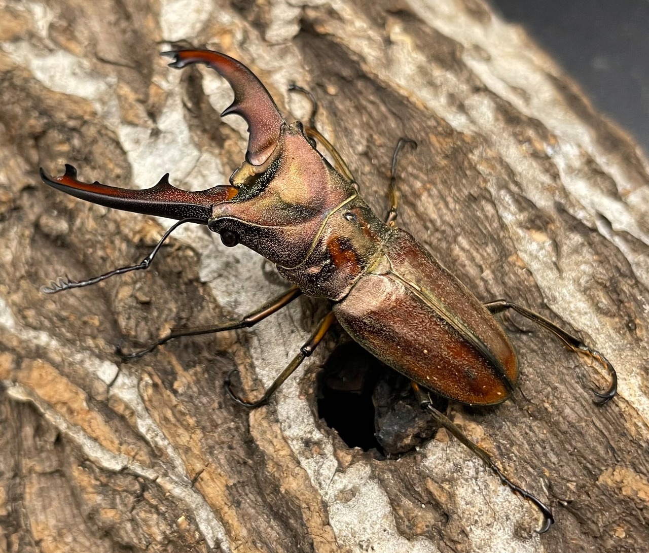 【WD】《ズベールホソアカ 51.5mm A’品ペア》