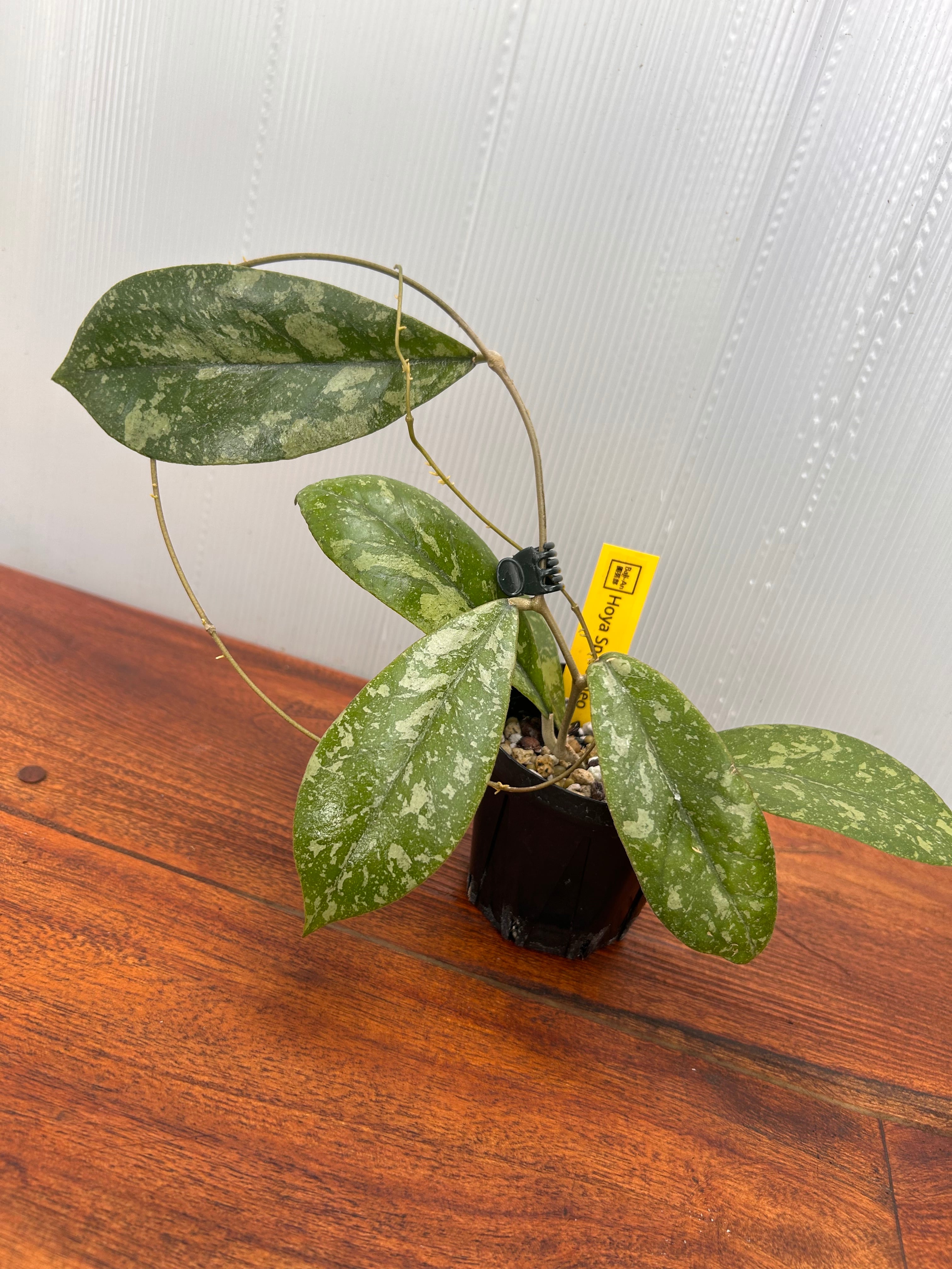 ホヤ 　大株 Hoya | BALI-AN 園芸