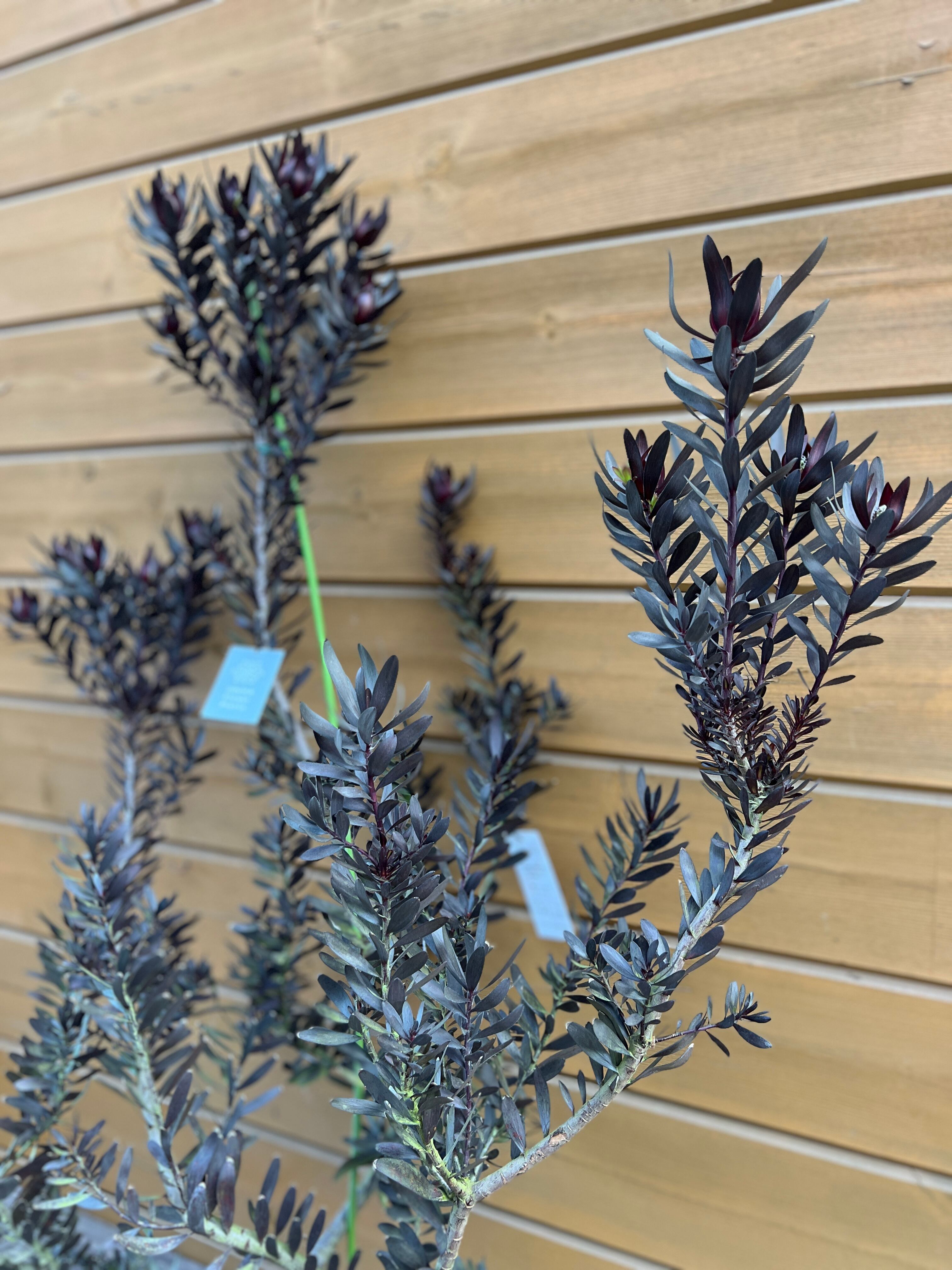 リューカデンドロン デュリフ | 沼ノ上農園