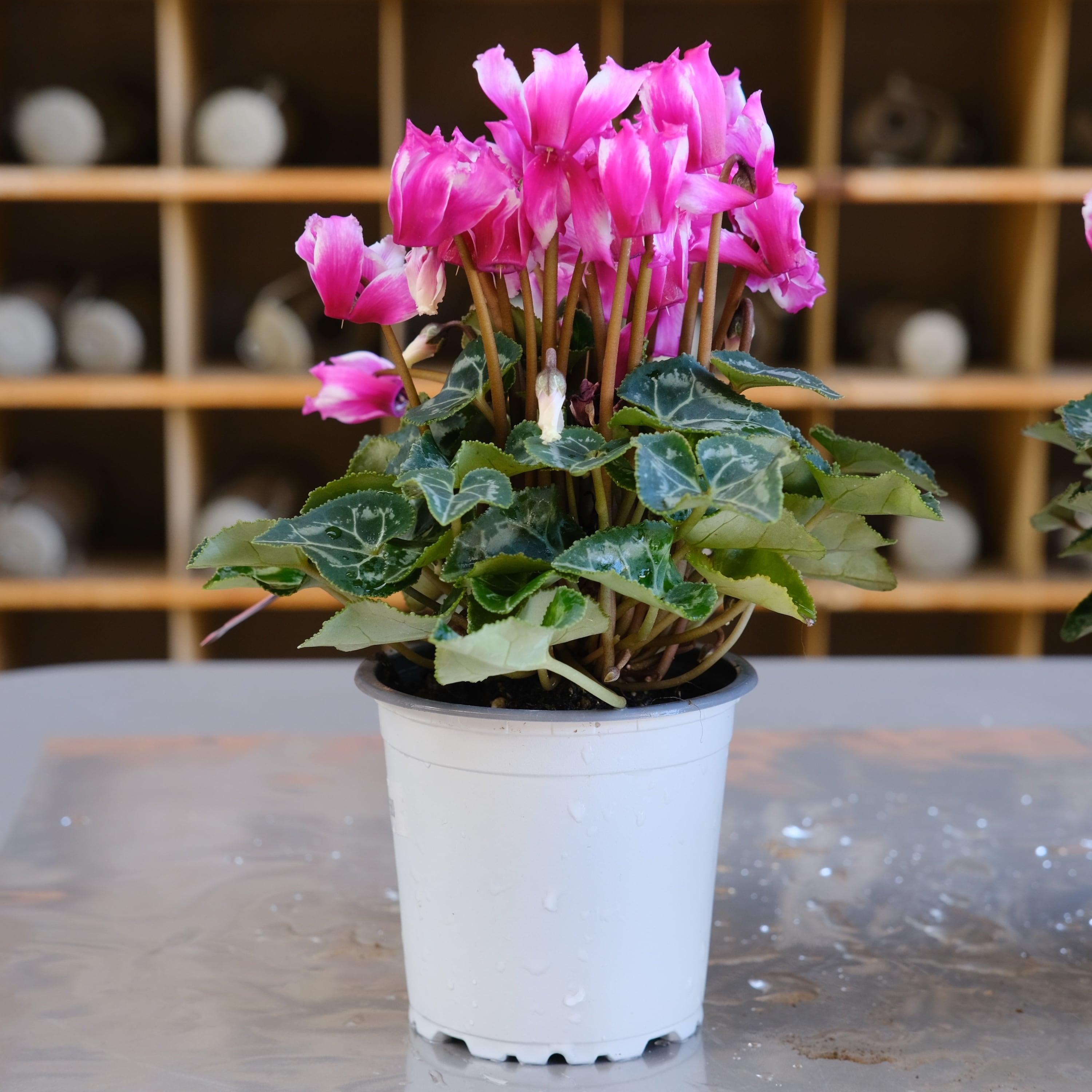 ガーデンシクラメン《 リリベル 》軽井沢育ち 3号鉢 | グリーン