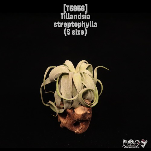 Tillandsia streptophylla S〔ティランジア〕T5956