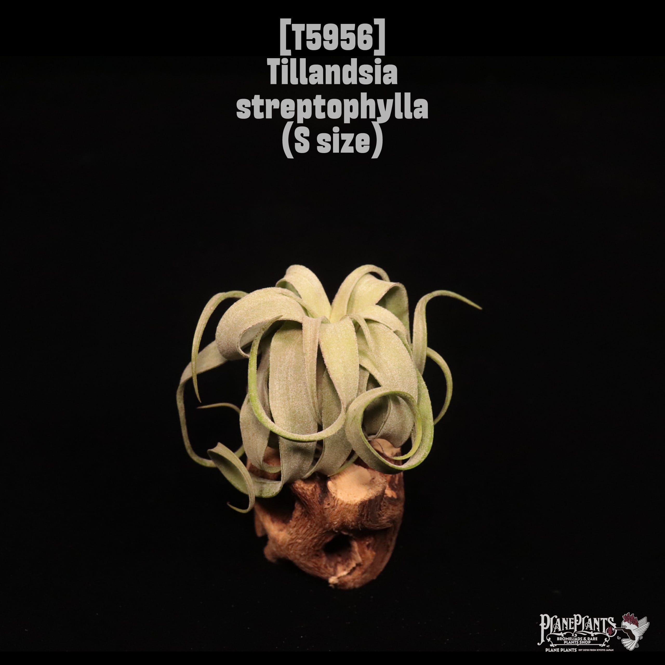 Tillandsia streptophylla S〔ティランジア〕T5956