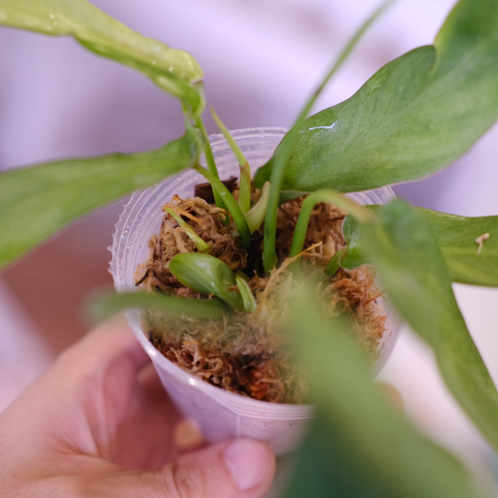 フィロデンドロン ロンギロバトム ミント│Philodendron longilobatum