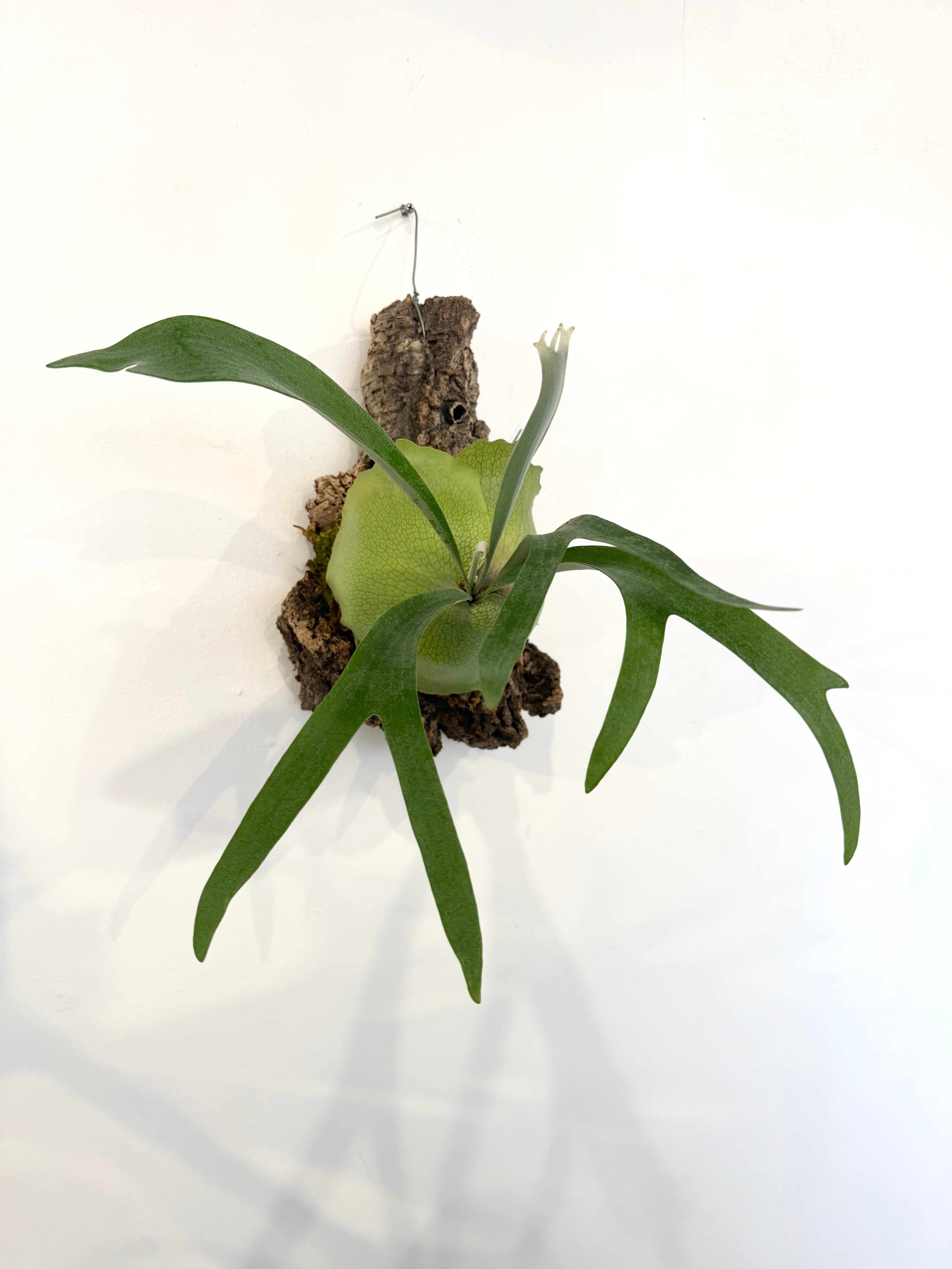 はなはなはなこ　ビカクシダ2種（E1、pakorn） a) P. 'Pakorn' ビカクシダ 'パコーン' | vandaka plants