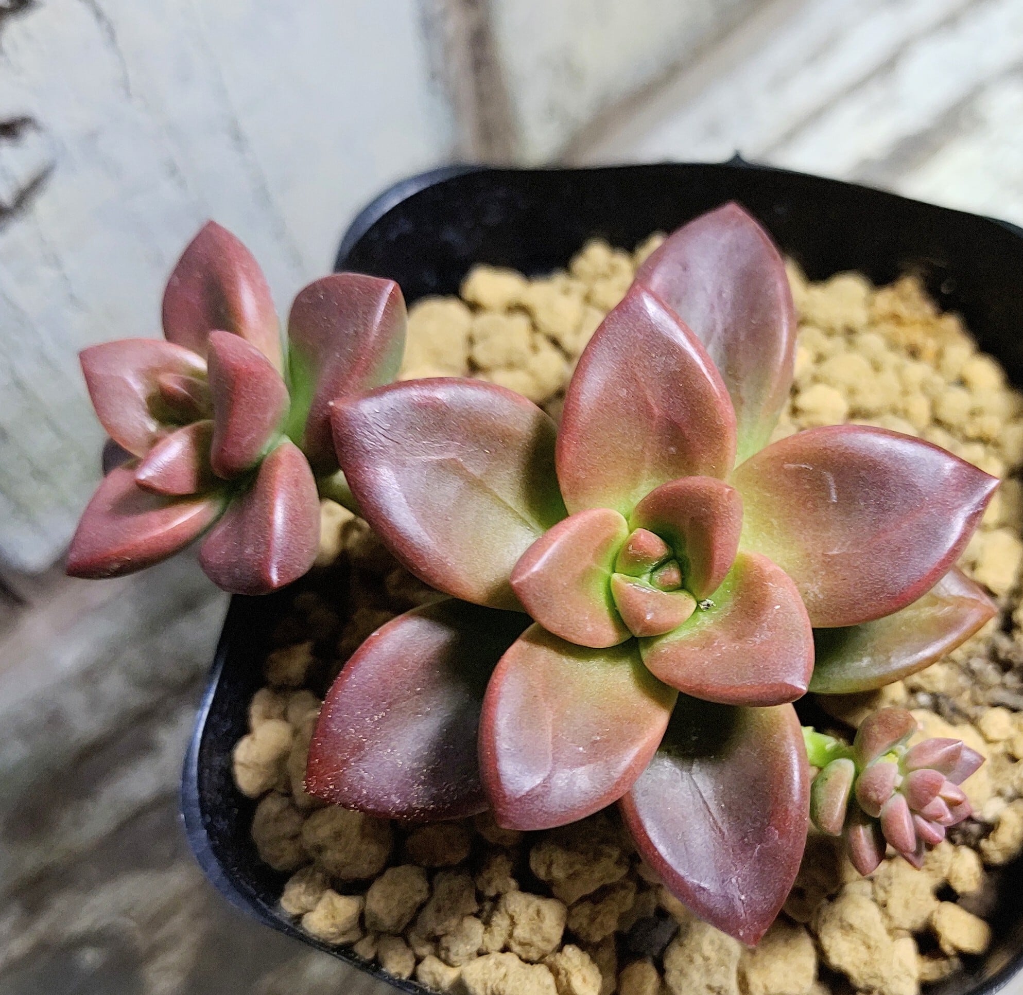 メラコ | RuPo 多肉植物専門店