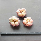 カット苗 ピンクコンチ 【日本初上陸？】 Echeveria 'Pink Conch'