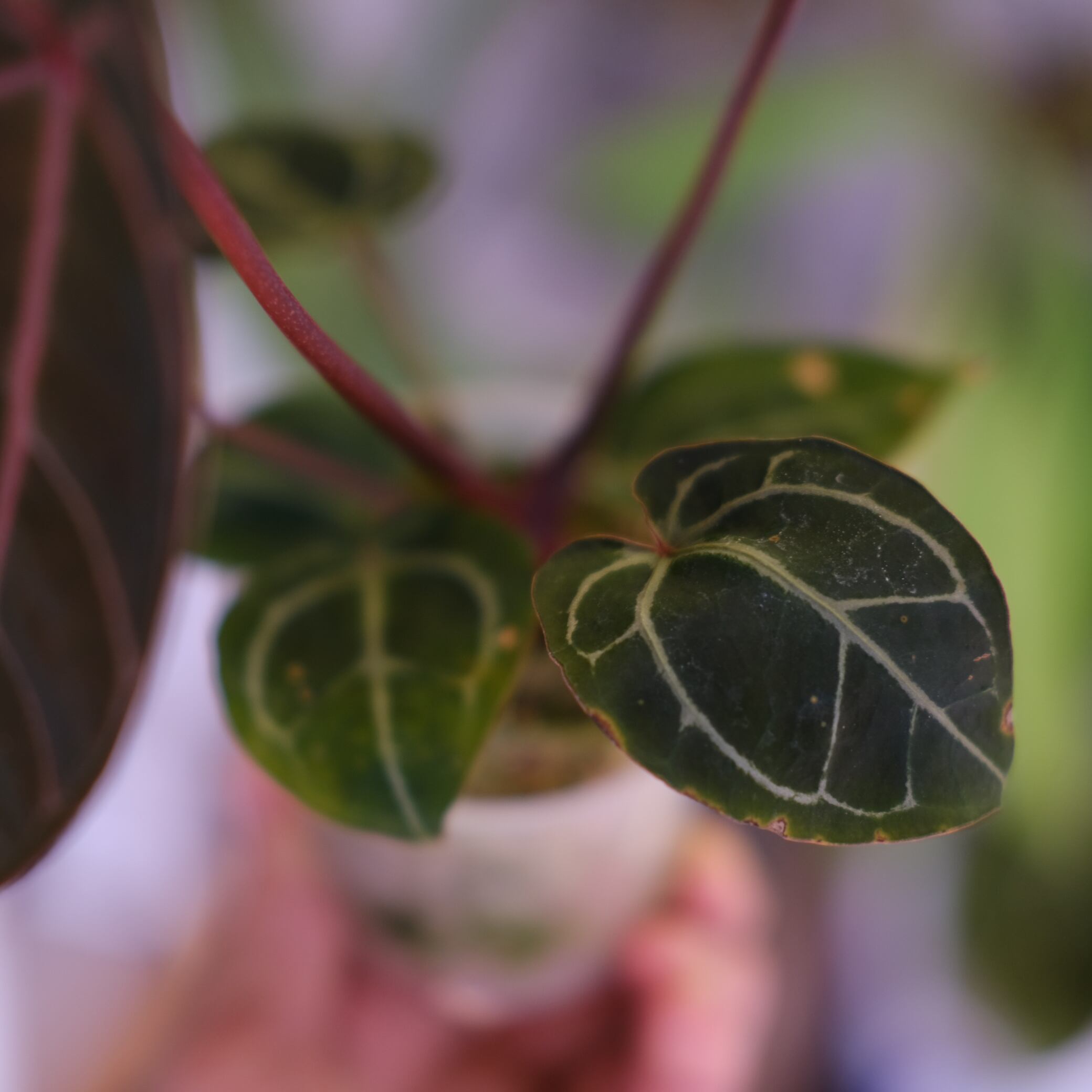 Anthurium. SKG Pink Lemonade × A.Zara Michelle⑧│アンスリウム