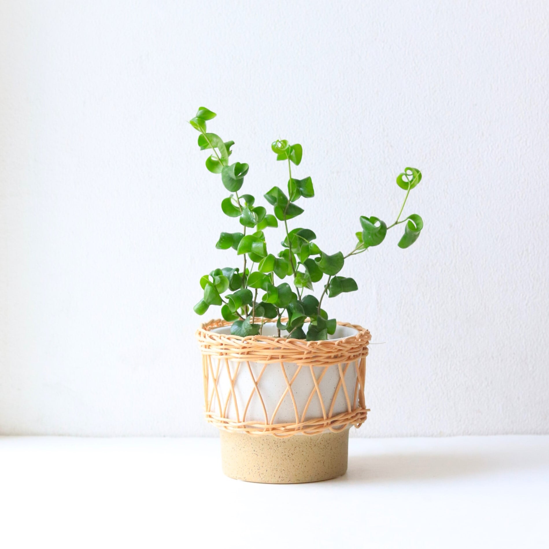 手渡しのみ フィカス ベンジャミン バロック 2m 太幹 手渡しのみ