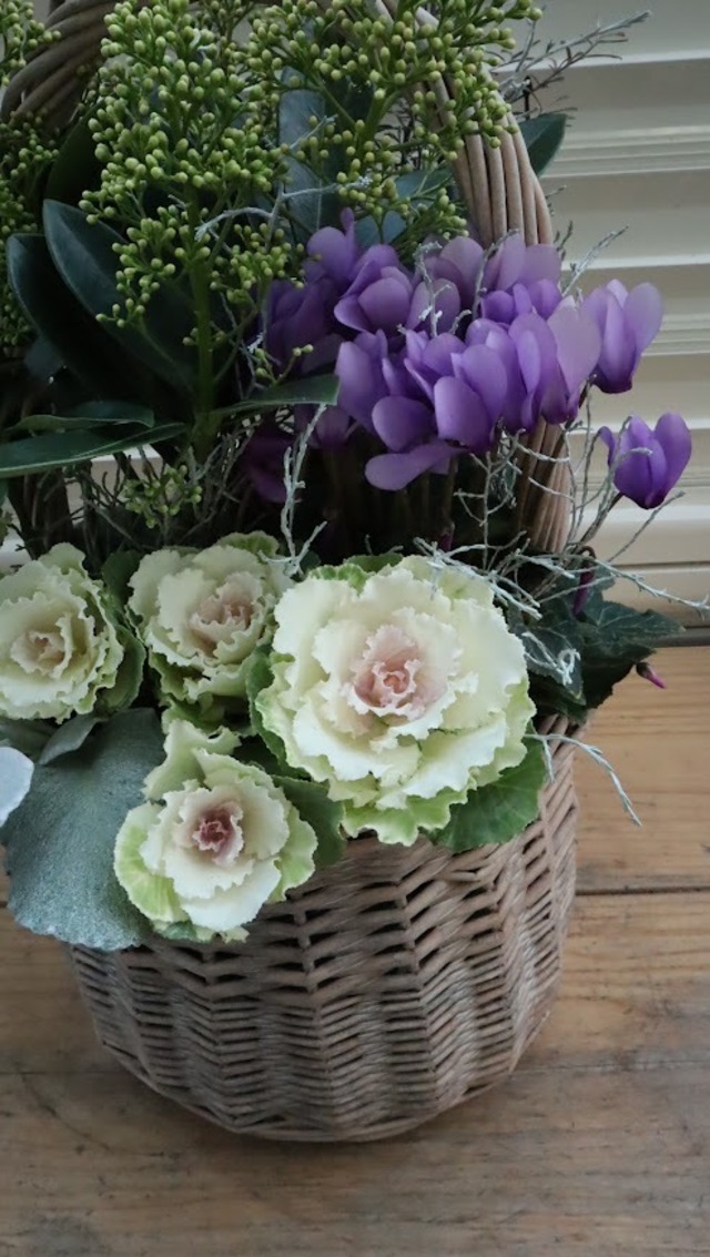 スキミア『ホワイトグローブ』の寄せ植えバスケット