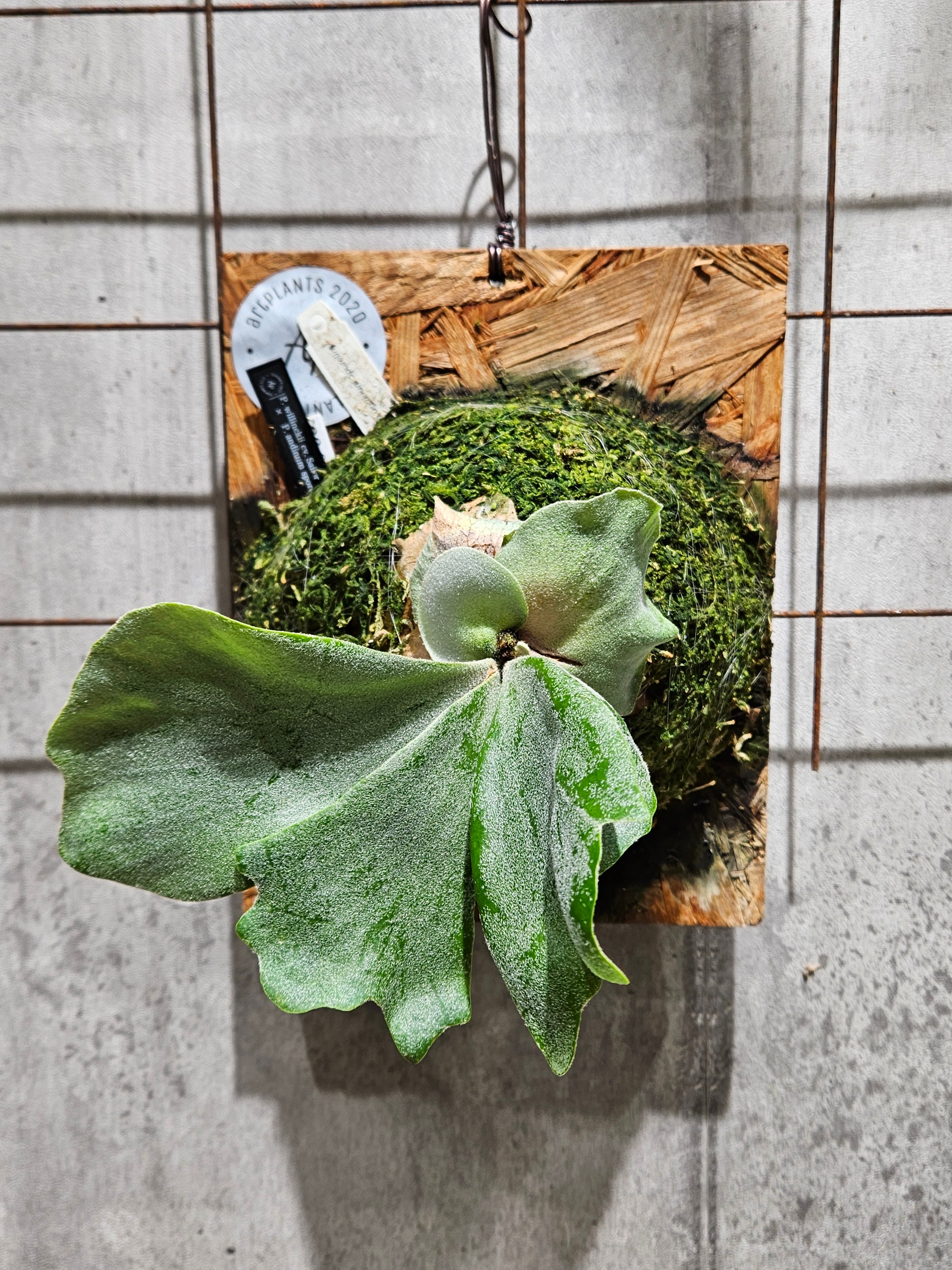 P.willinckii cv.Sailor Venus × P.andinum Sporelings