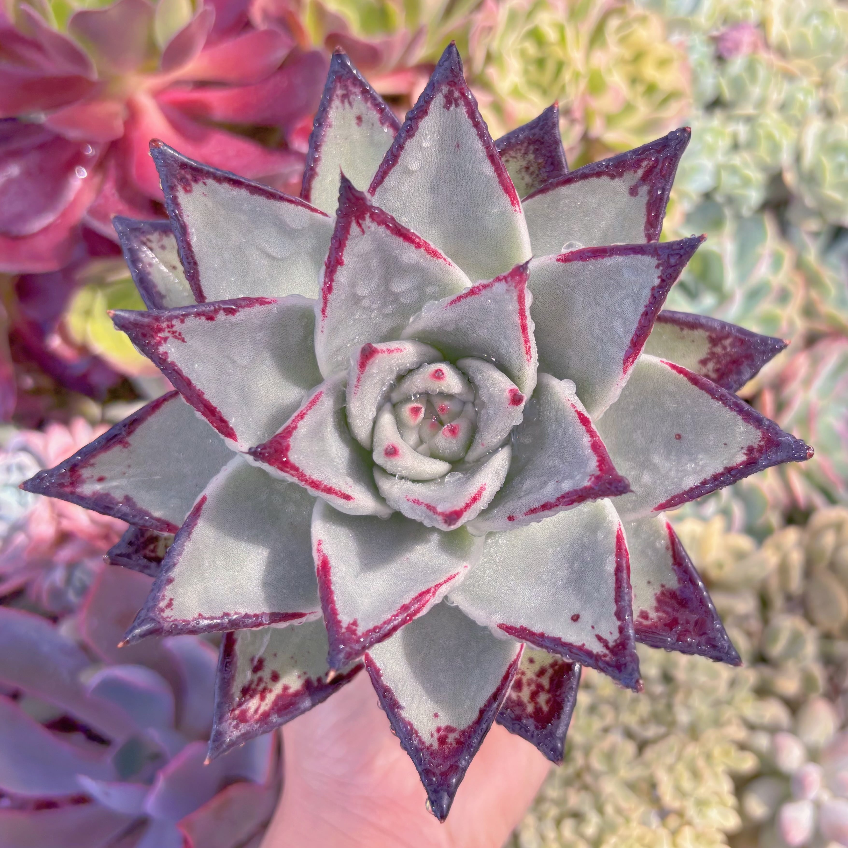 現品　黒魔王#807　特大苗　るる農園