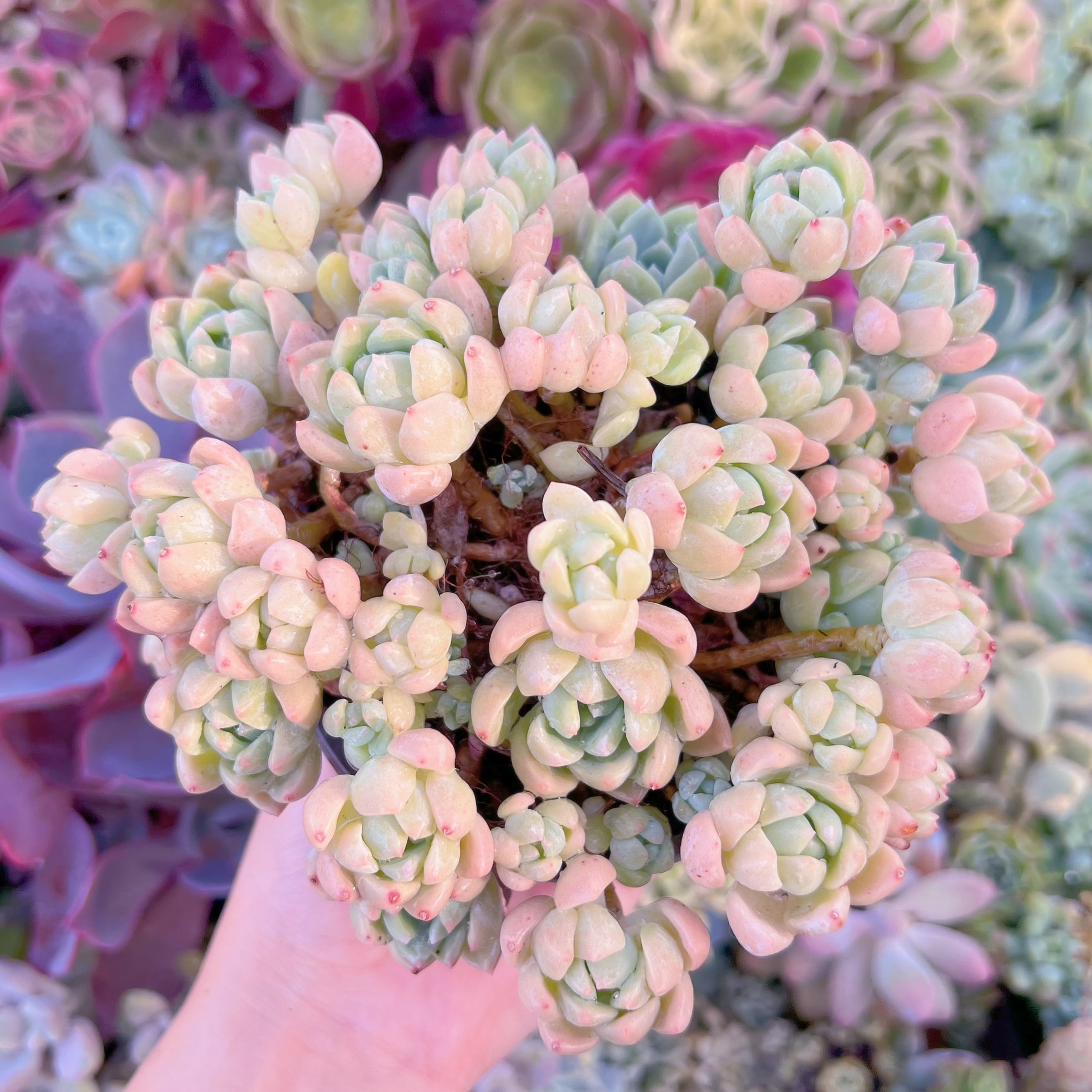 現品　プロリフェラxラウル#050　大群生　るる農園