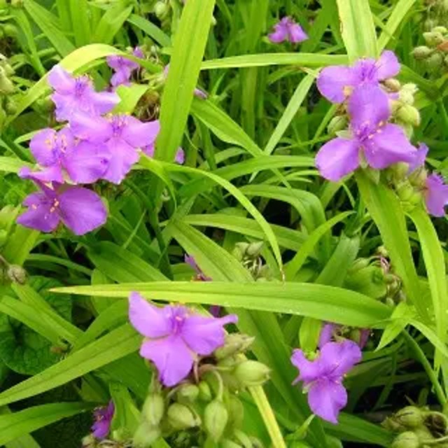 トラディスカンティア 'サンシャインチャーム'