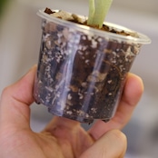 Stephania kaweesakii / ステファニア カウィーサキー㊻/ 観葉植物