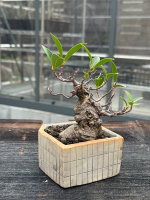 【琉球盆栽】Ficus microcarpa × お風呂鉢【陶芸家"嵩下 花奈子" / 古木ガジュマル】琉球盆栽