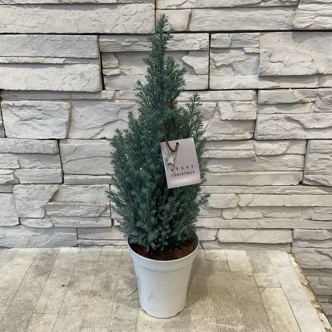 鉢花 | 橋本種苗園