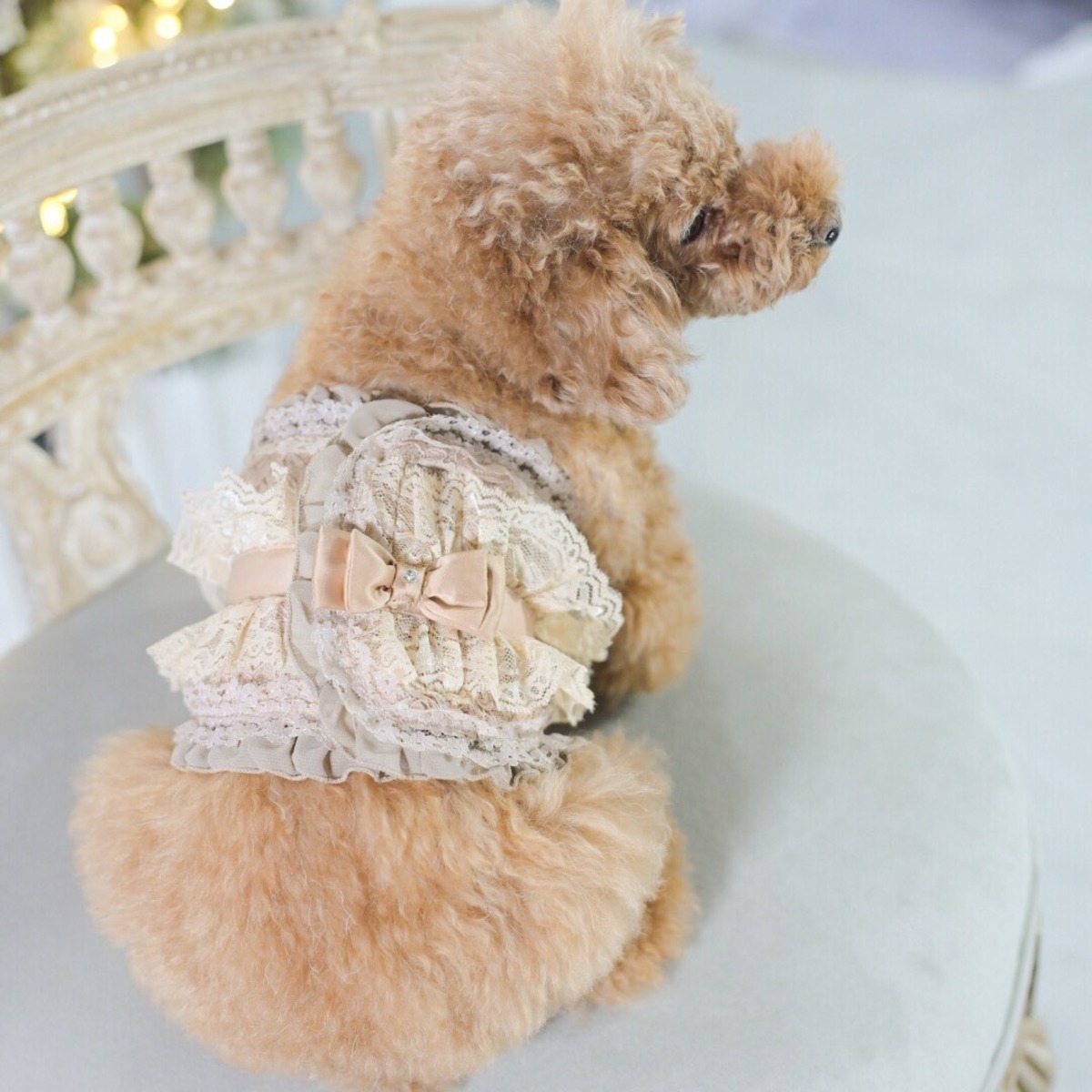新色】レースふりふりマナーベルト| 犬服 小型犬 ドッグウェア マナー