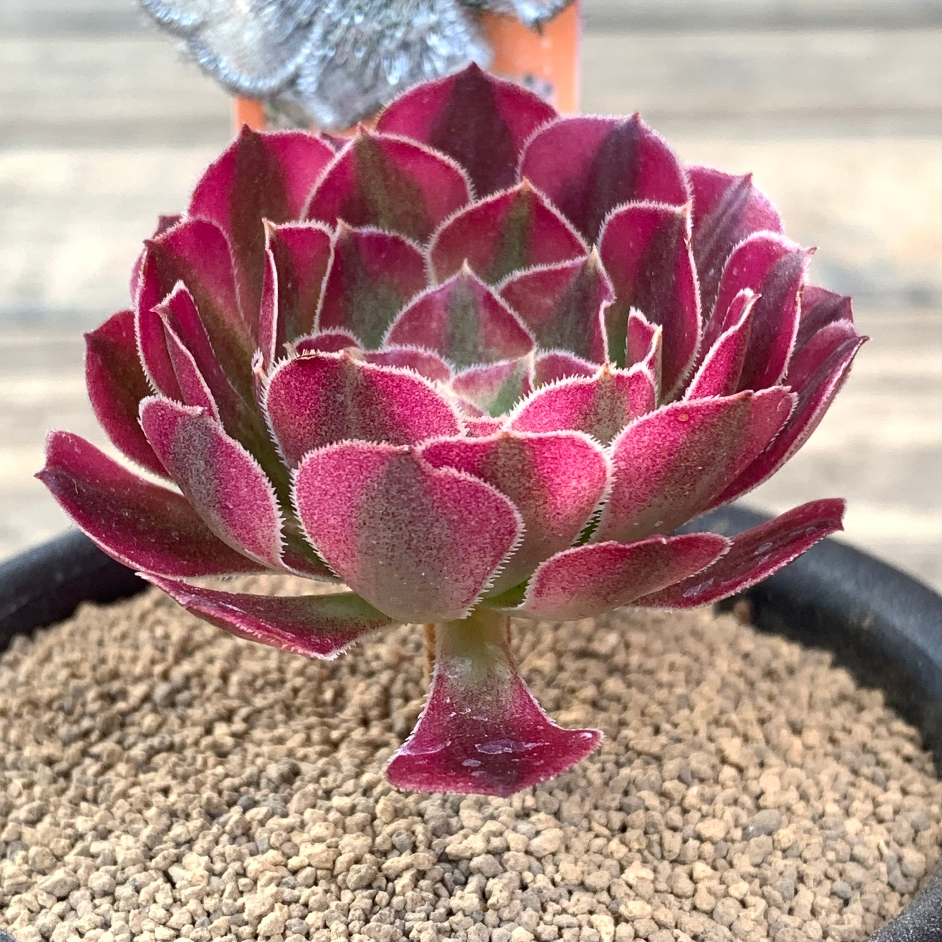 祝融(アエオニウム) | RuPo 多肉植物専門店