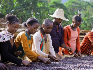 エチオピア イルガチェフェ G-1 ナチュラル 中煎り 200g