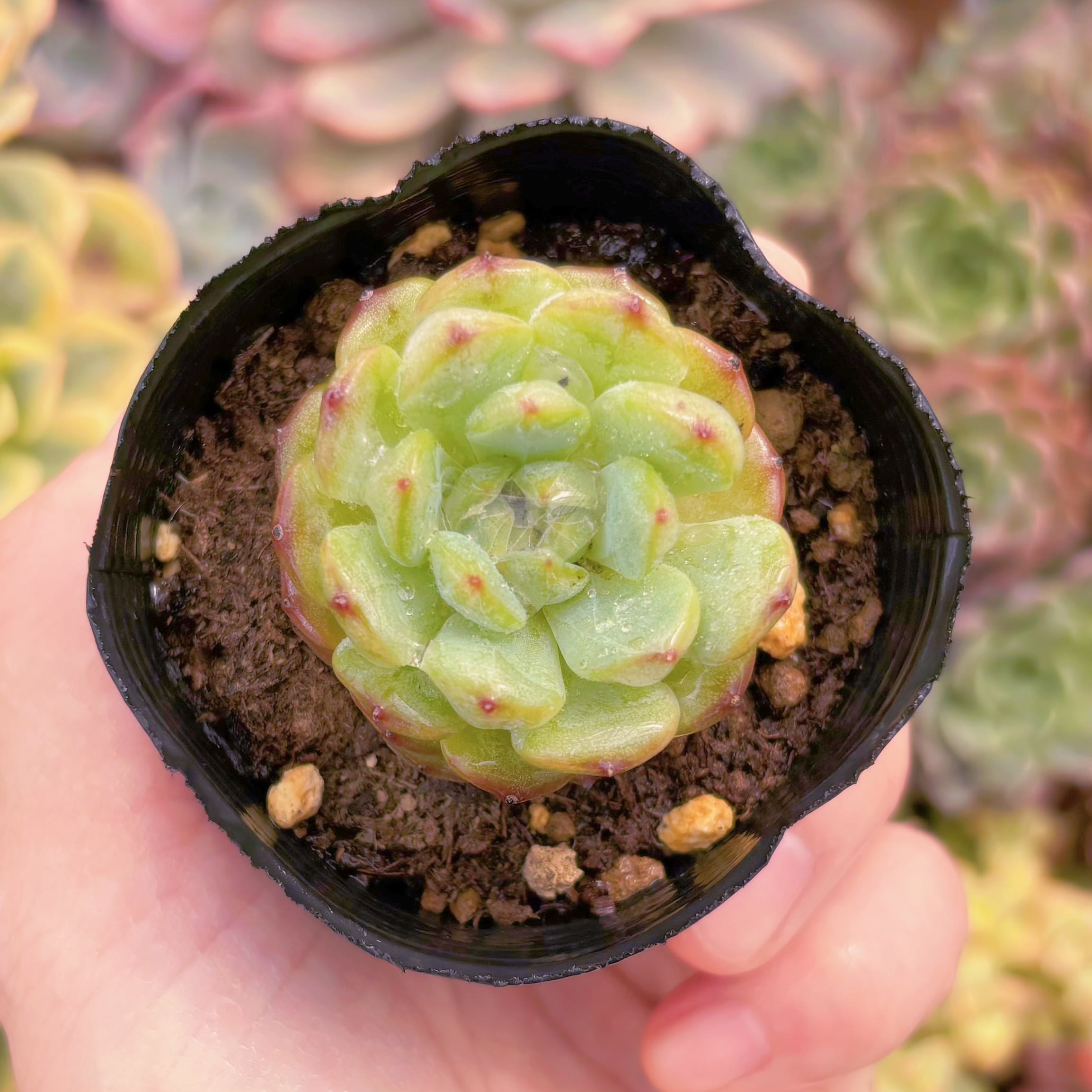 現品　ハニーベビー#548　るる農園