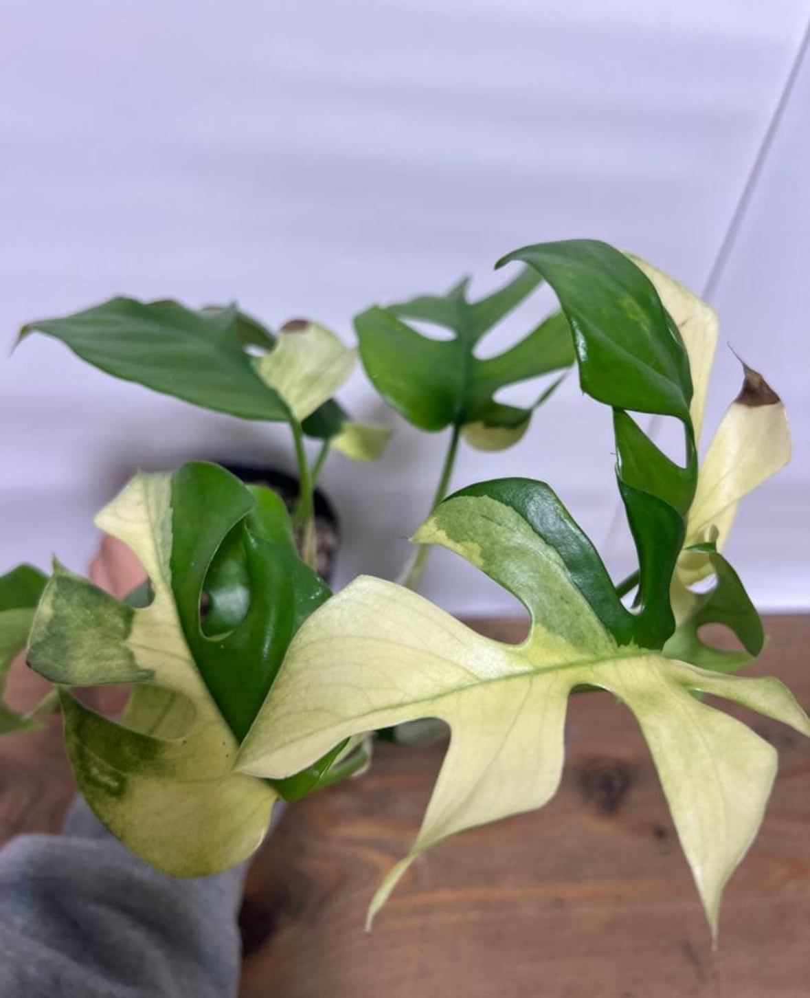 Alocasia Watsoniana Pink var アロカシア ワトソニア ピンク