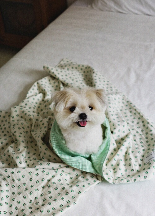 〈 即納/在庫限り〉OHDIBS / Grandma Blanket _ green Mサイズ