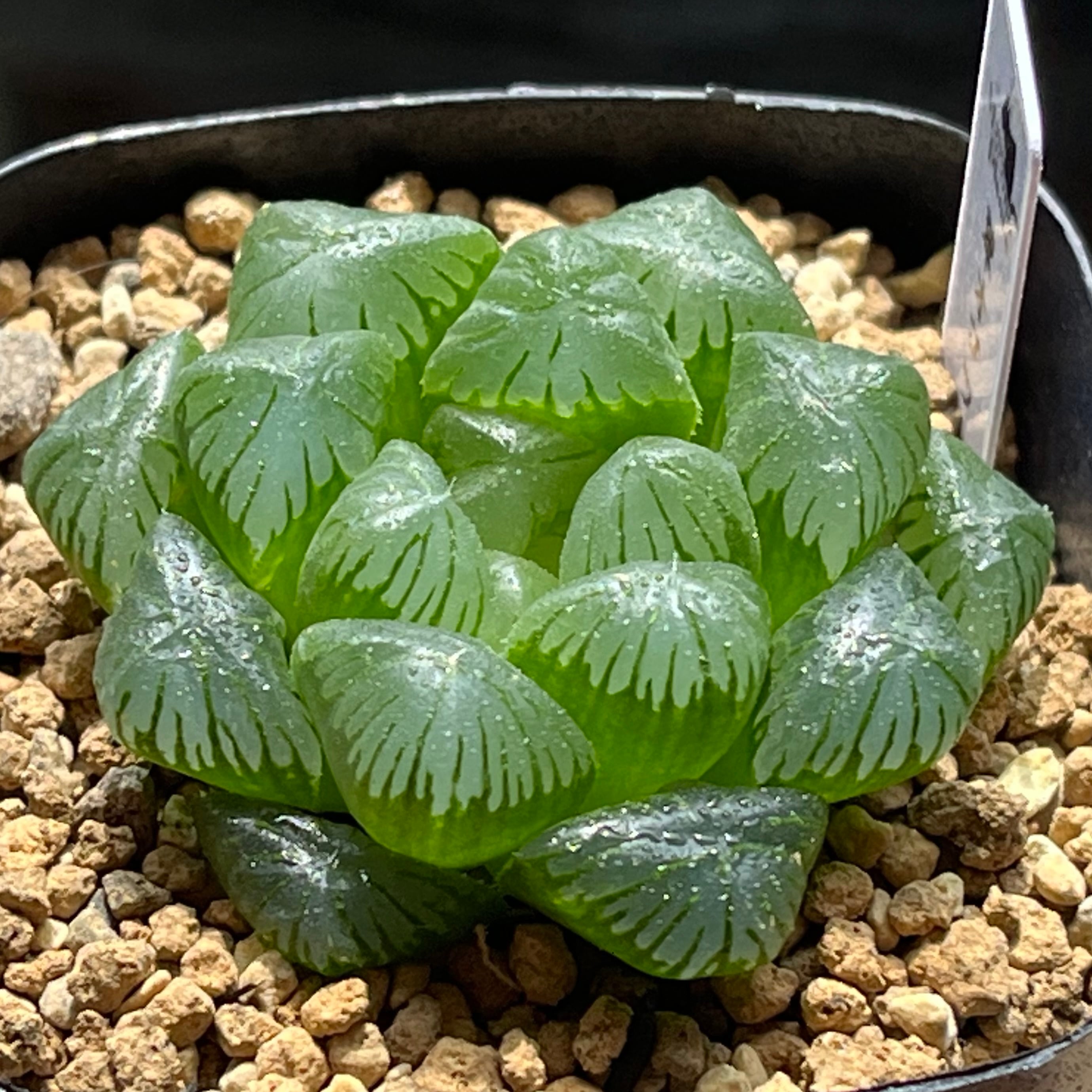 ハオルチア スターズフェアリー | mocono_plants