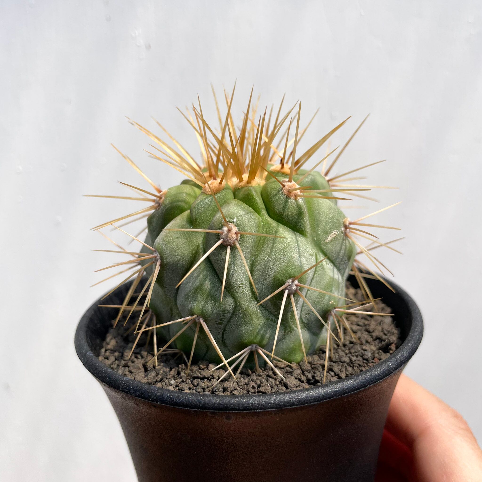 Copiapoa gigantea【コピアポア・ギガンティア・実生】 | RIMO'S GREEN