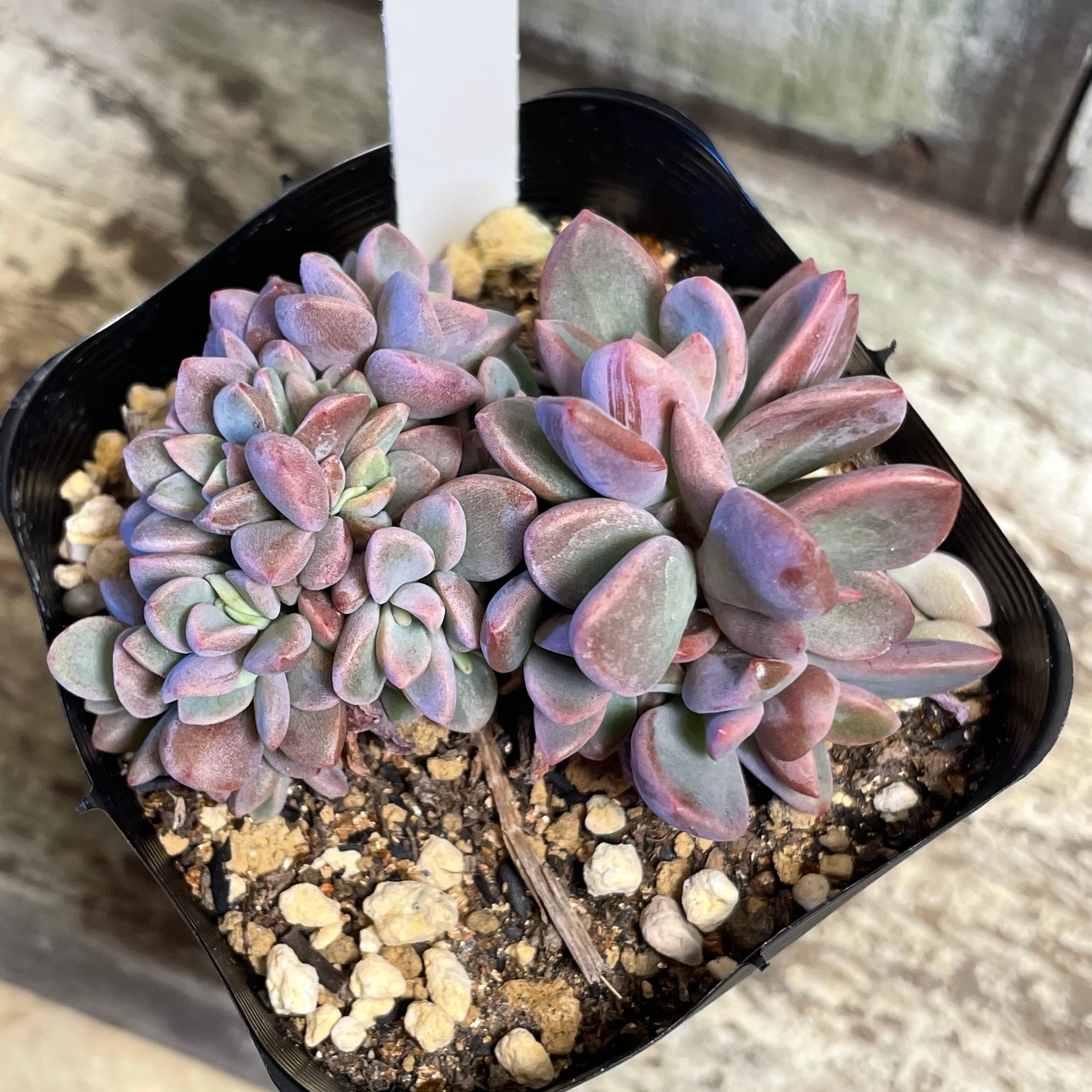 エケベリア レズリー 多肉植物 苗 Fodexpo Com Co