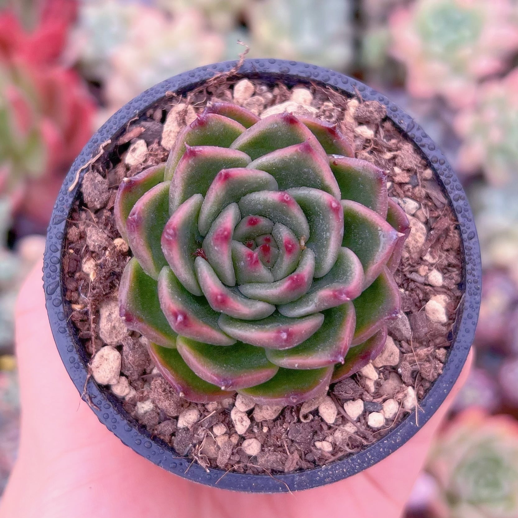 現物　Prasem Quartz#536  るる農園