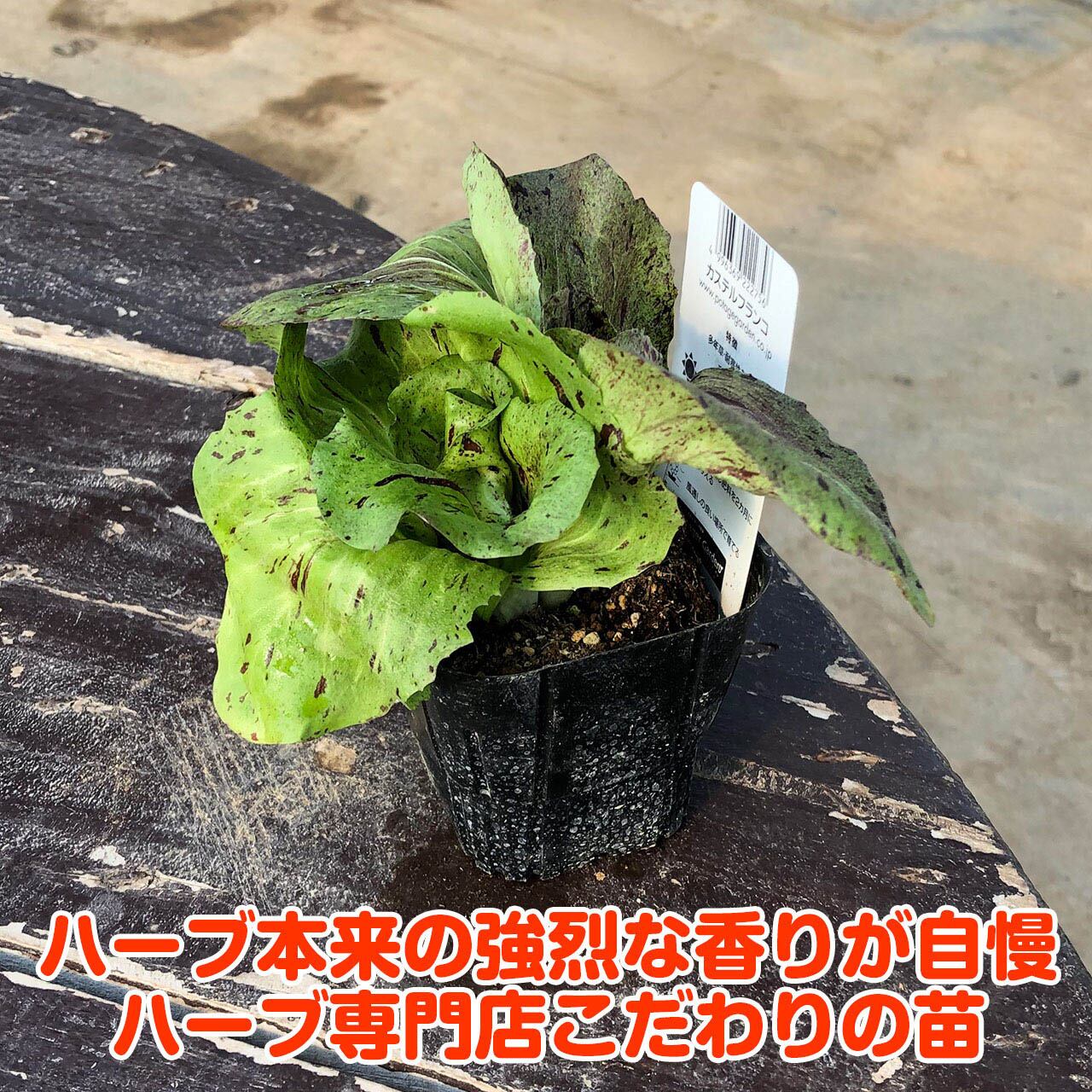 野菜 苗 カステルフランコ | ハーブ苗のポタジェガーデン 本店