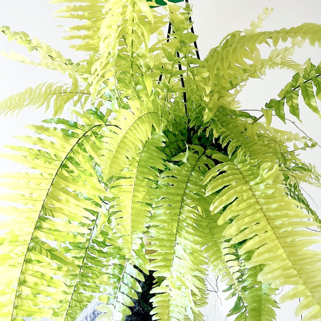 【一点限定】ネフロレピス タイガー ハッピーマーブル ハンギング 希少 観葉植物 calm cafe