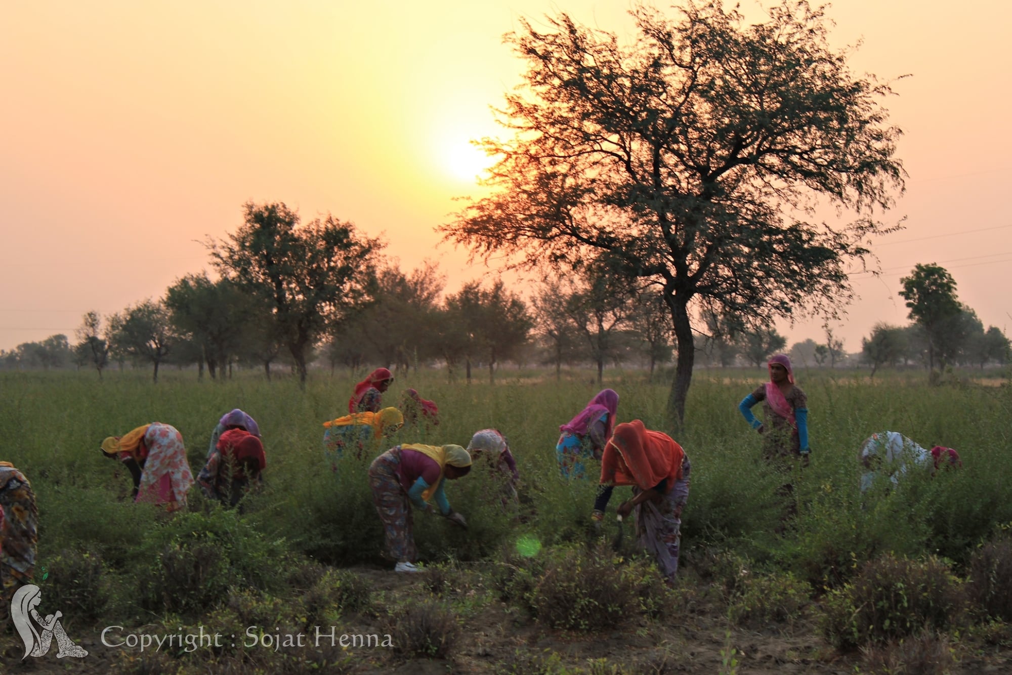 ソジャットヘナ チョコレートブラウン | niji オリジナルオンライン