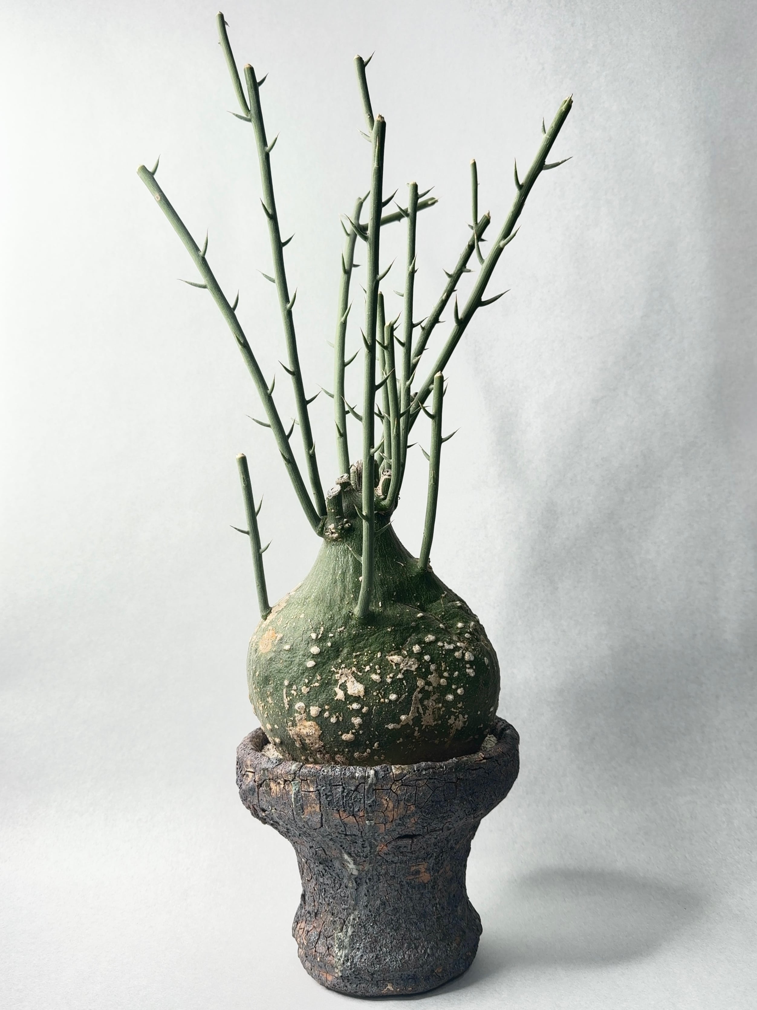 アデニア・グロボーサ