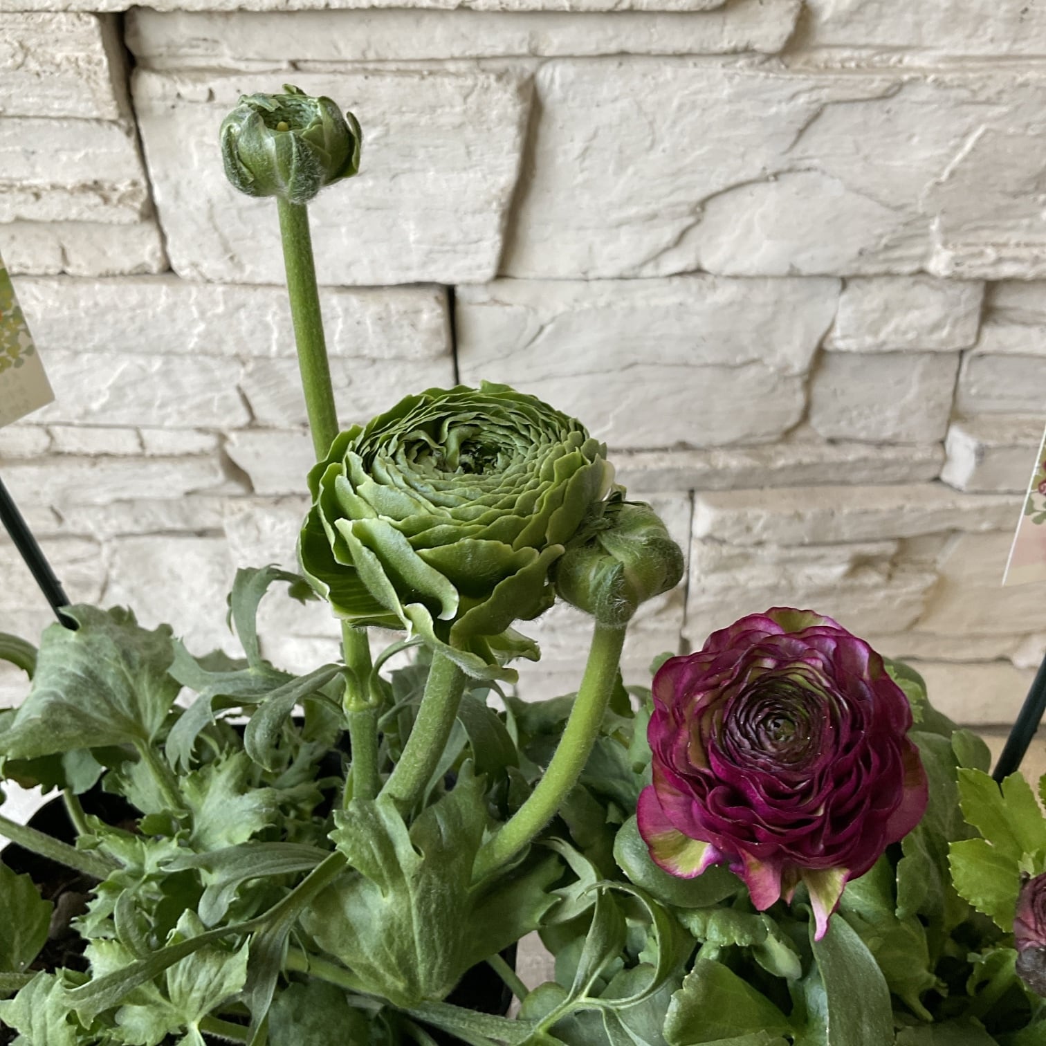 送料無料】ユーカリ ポポラス 8寸鉢 | 橋本種苗園