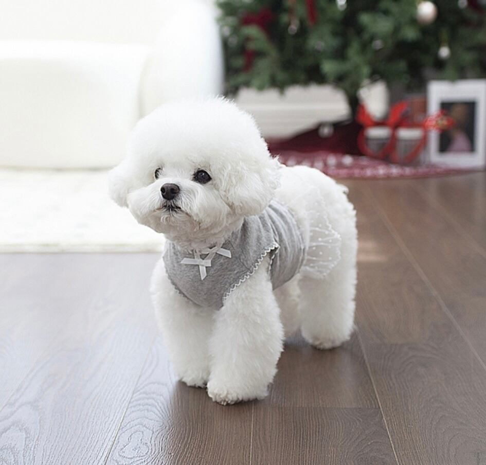 〖予約〗C0031 クルーシャツ