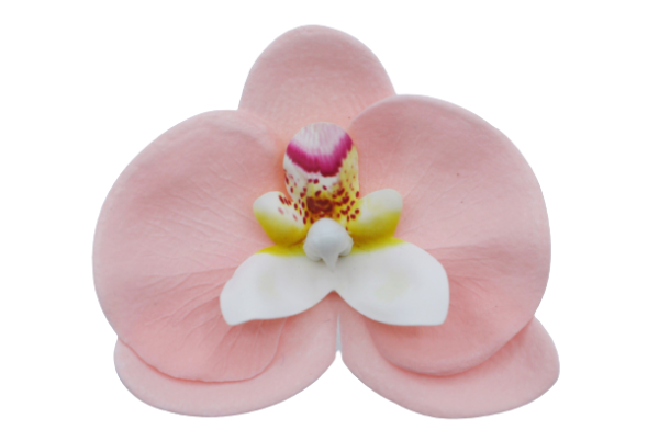 胡蝶蘭E-P2 ピーチ (9輪入りor25輪入り)