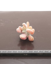 カット苗 フロスティ 綴化 Echeveria 'Frosty Crested'