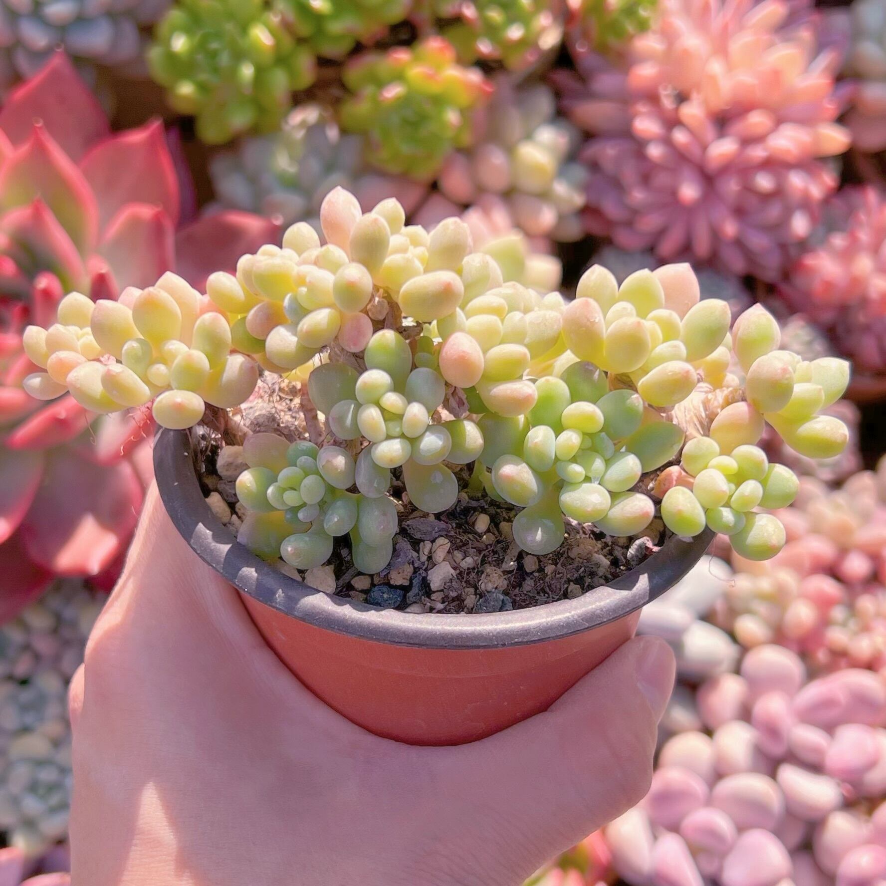 現品　ホワイトパール#023   古株　るる農園