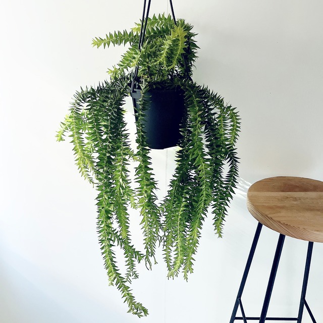 フペルジア グリーンゴエベリー やわらかに垂れる森のシダ｜calm cafe