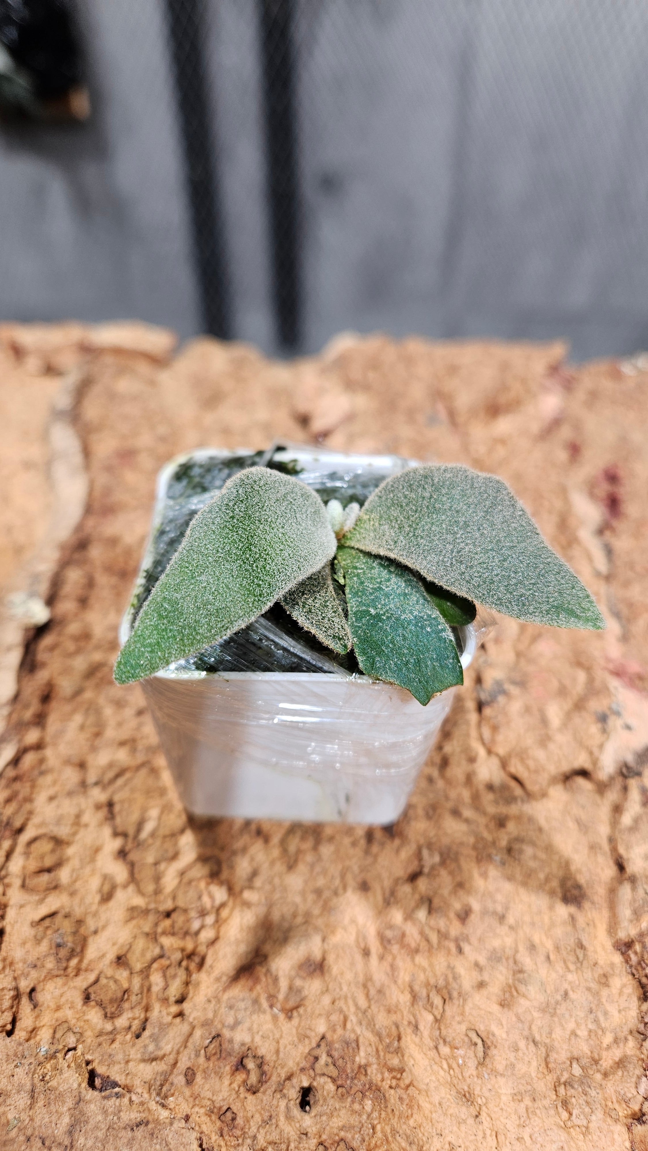P.Ferret Sporelings 【artPLANTs/Platycerium 】ビカクシダ