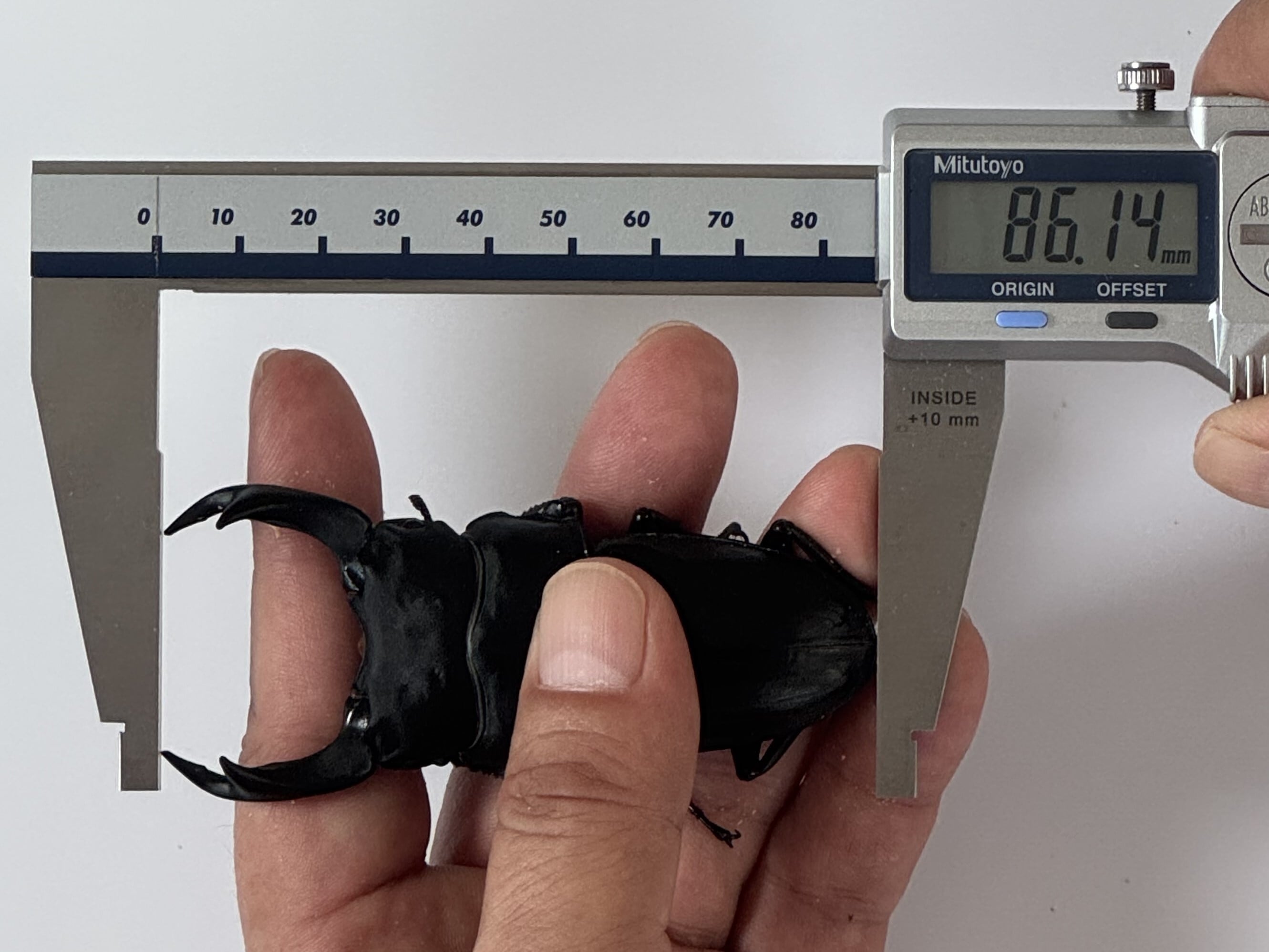 能勢YG血統 オオクワガタ ♂️80.5㍉＋♀️53.6㍉ ペア | Pay ID