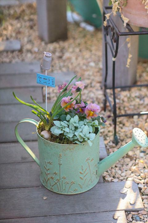 神戸べっぴんさん】ブルージャスミン2ポット | オニ通